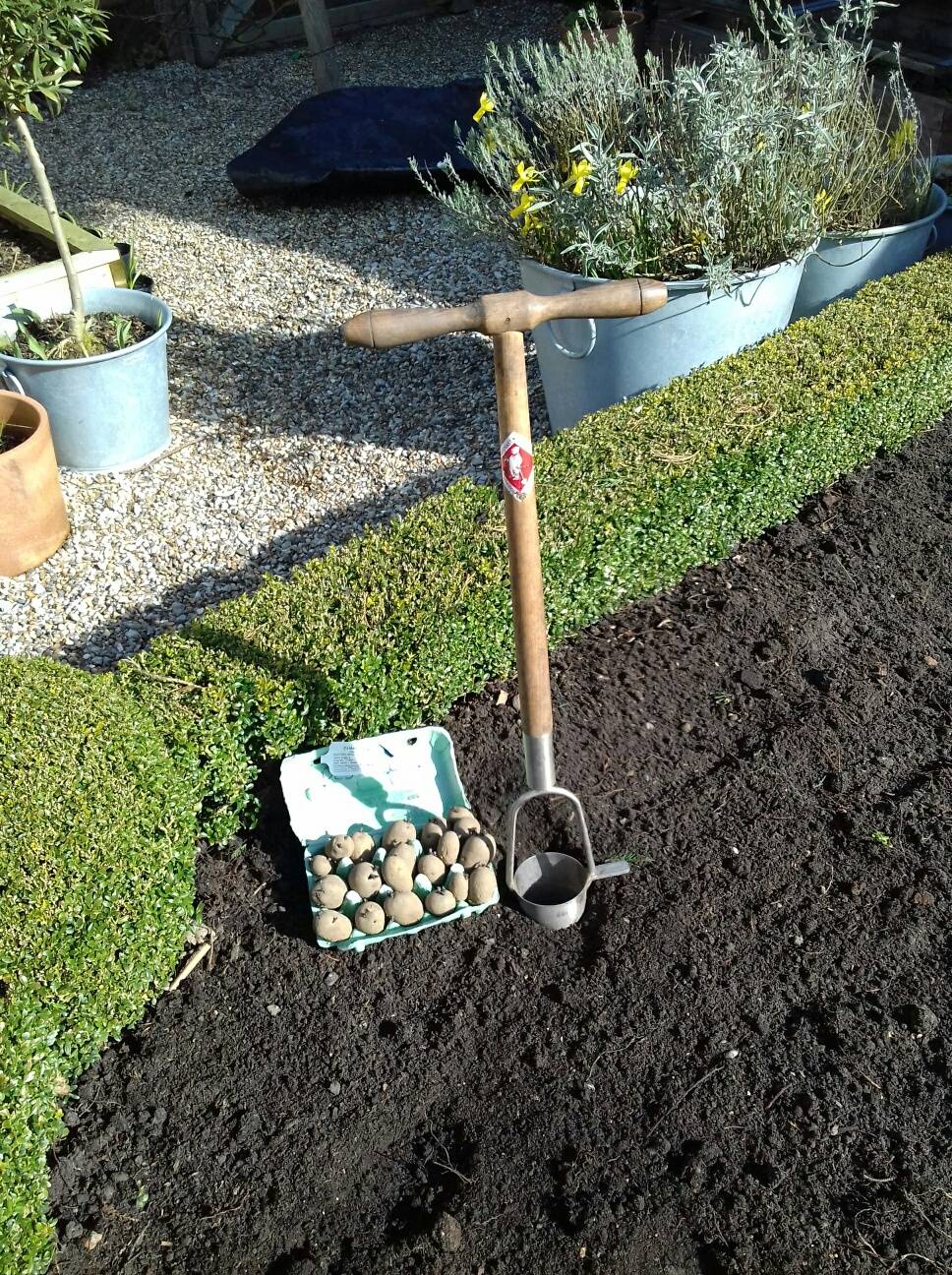 potato planting 18